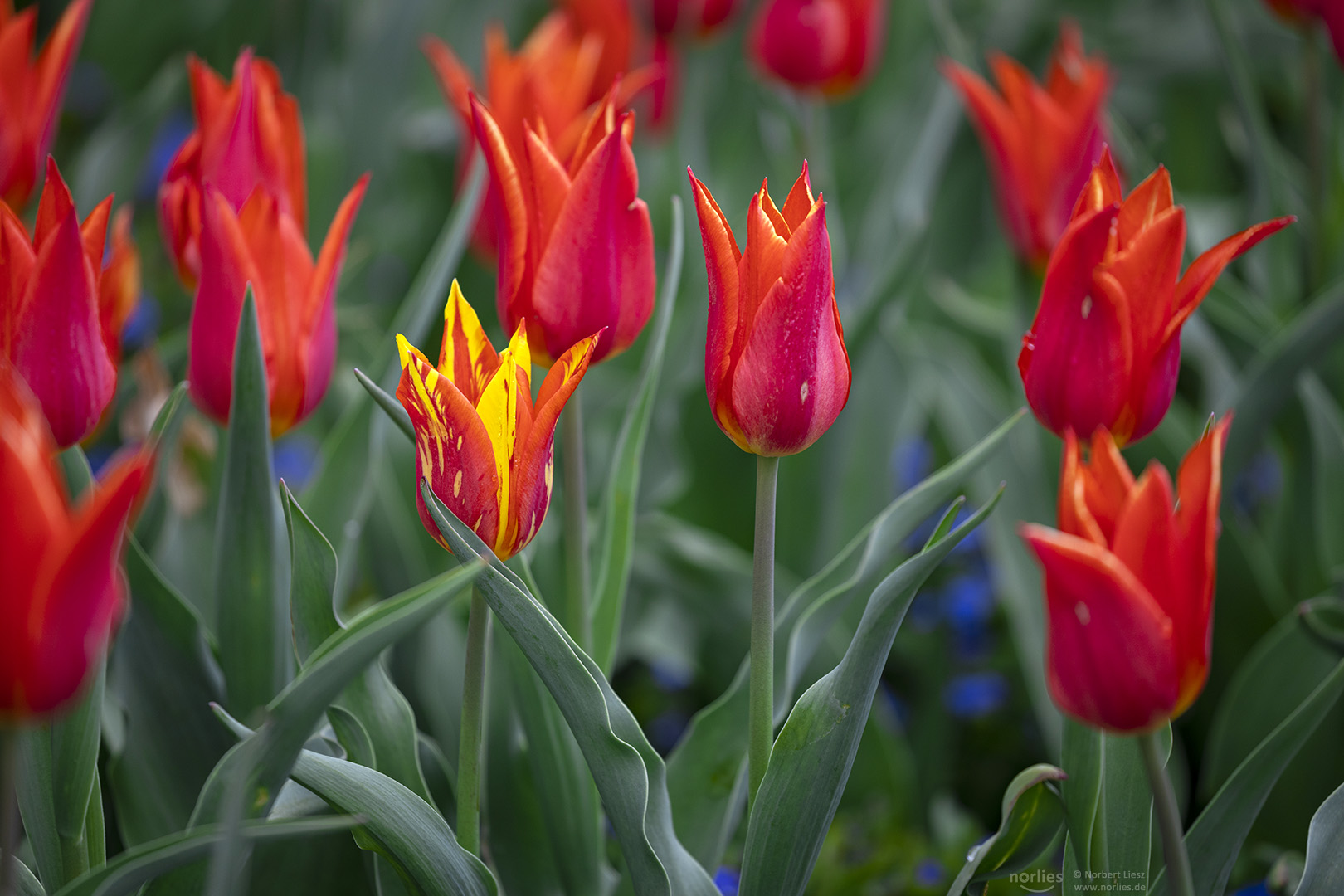 Gelb und Rot gestreifte Tulpe