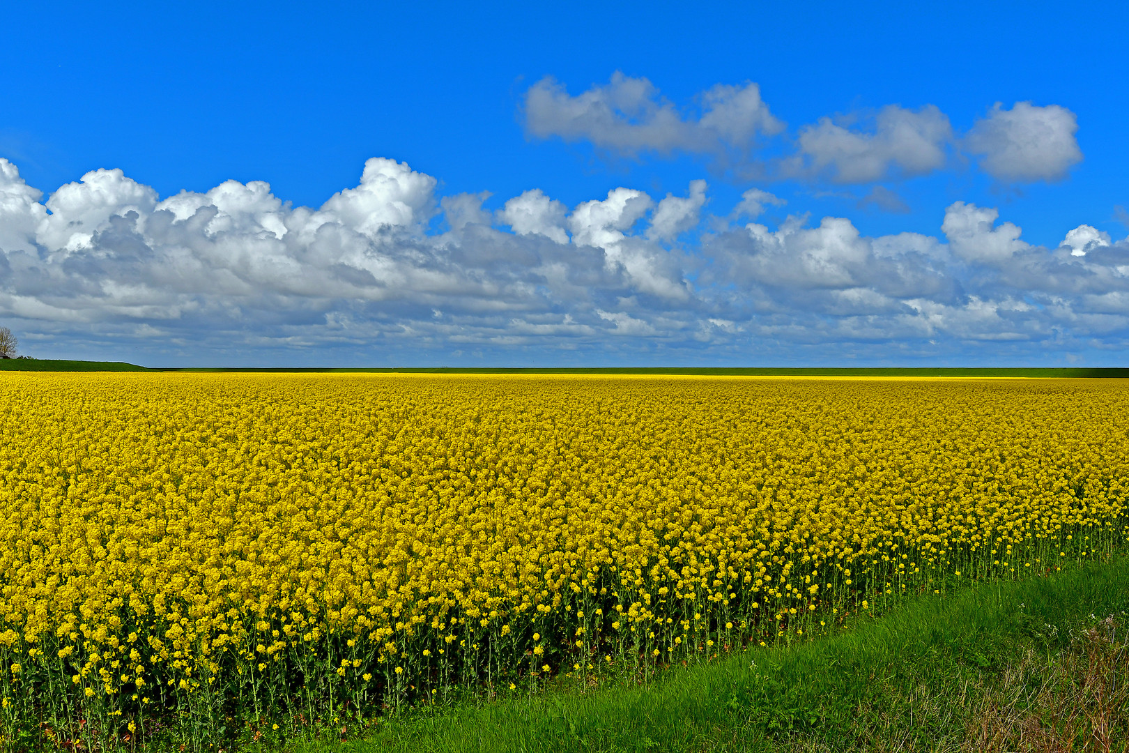 Gelb unter Himmel