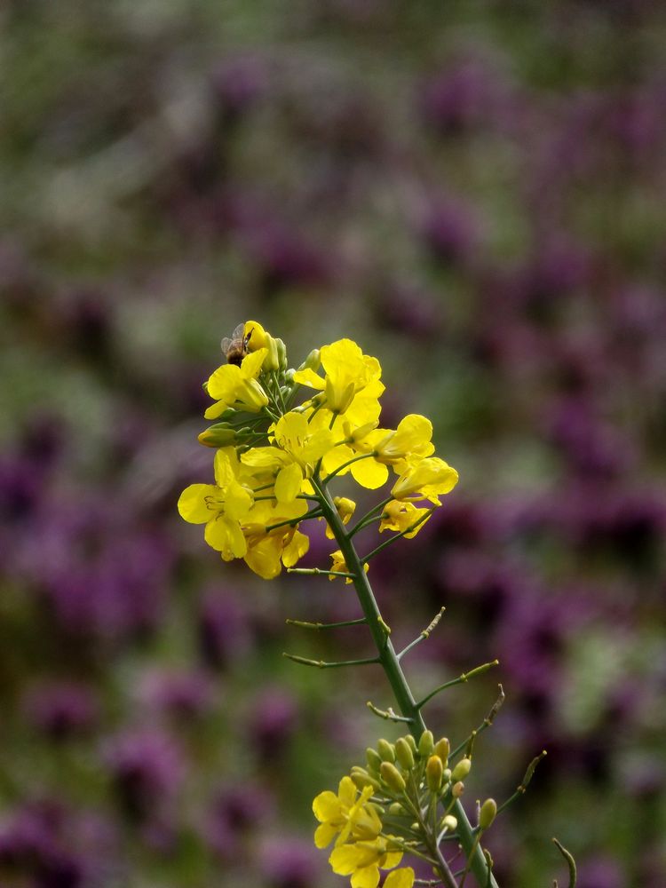 gelb-violett