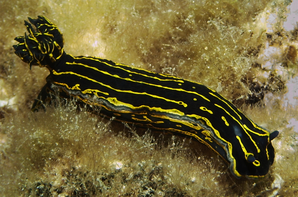 Gelb-violette Sternschnecke (Hypselodoris picta)