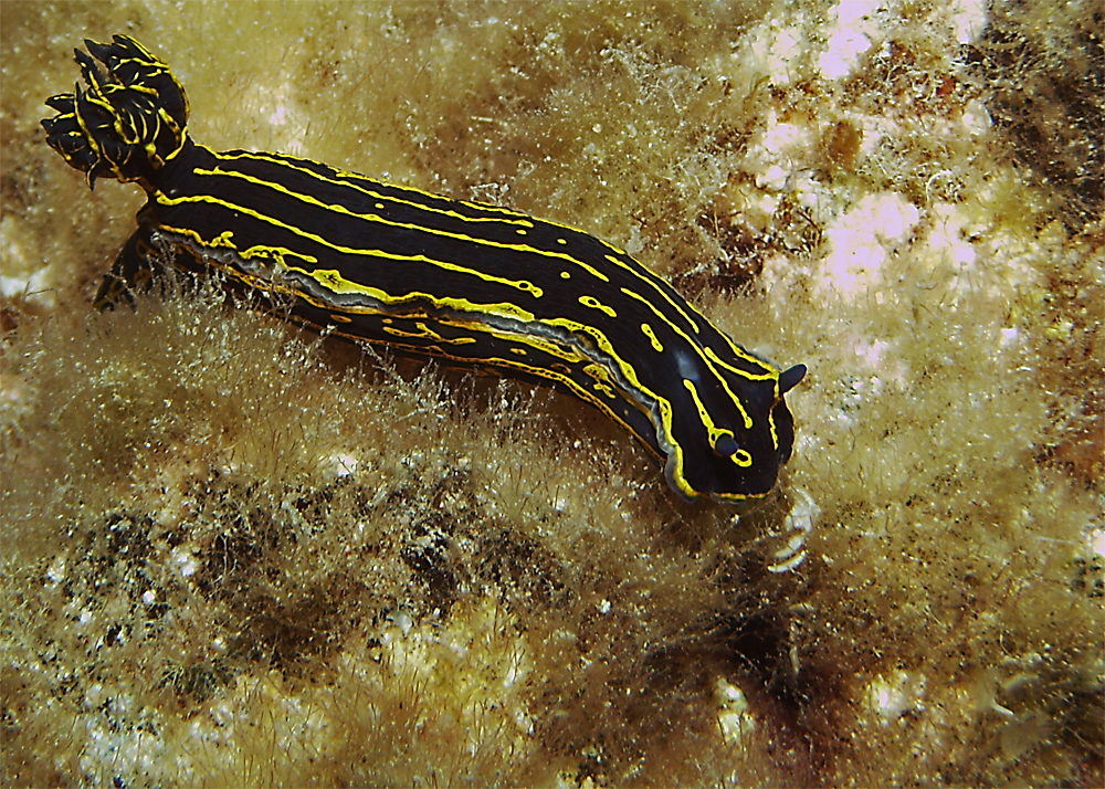 Gelb-violette Sternschnecke II