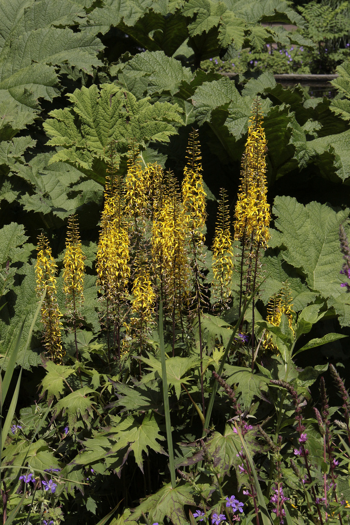 Gelb vor Gunnera