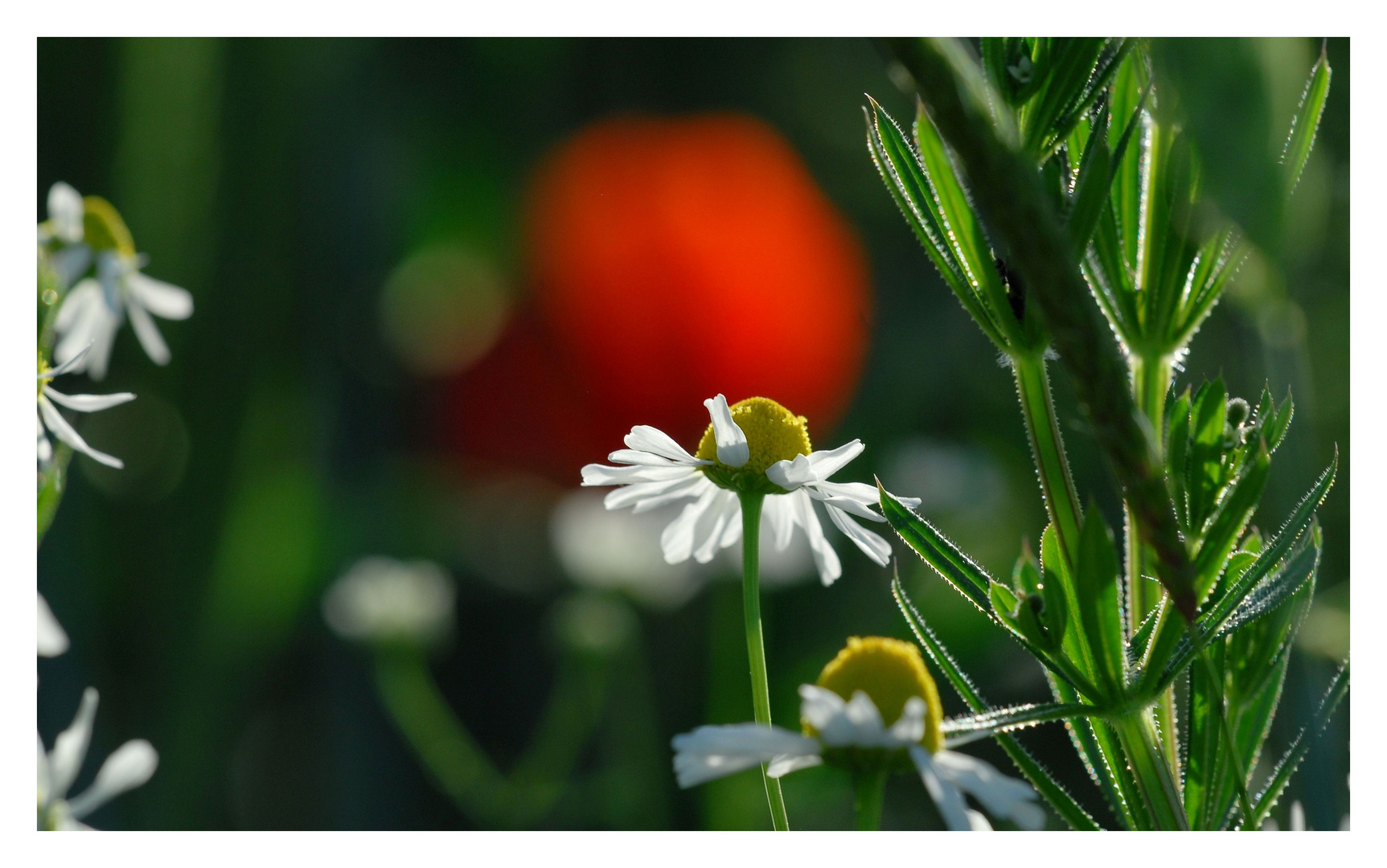 Gelb vor Rot