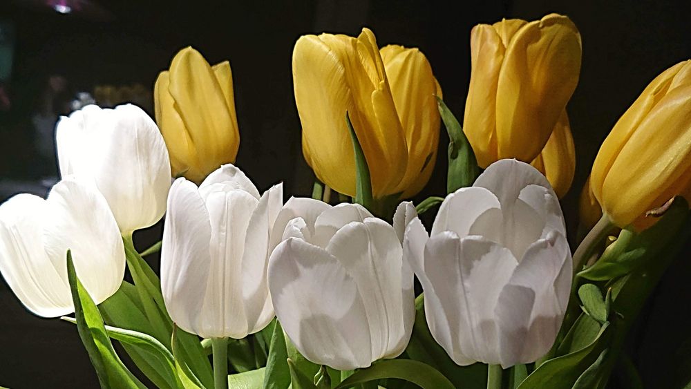 Gelb weiss Foto & Bild pflanzen, pilze & flechten, blüten & kleinpflanzen, tulpen Bilder auf