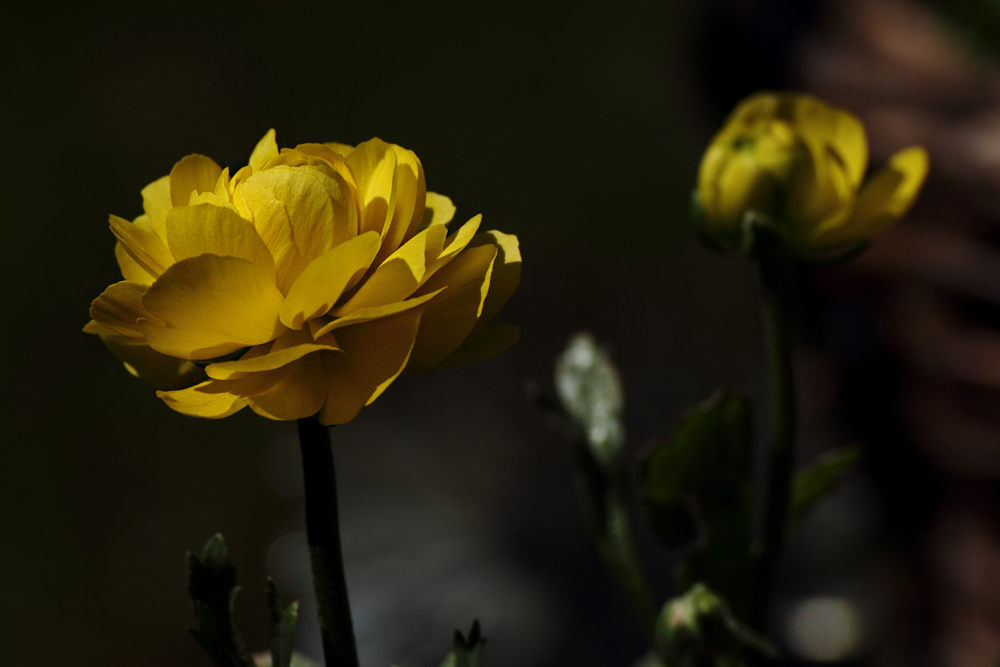 Gelb wie der Sonnenschein :-)