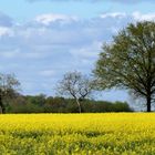 Gelb wie die Sonne