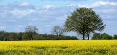 Gelb wie die Sonne