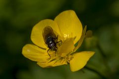 Gelb wie die Sonne