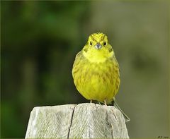 Gelb wie ein Zitrönchen.....der Goldammerhahn.....