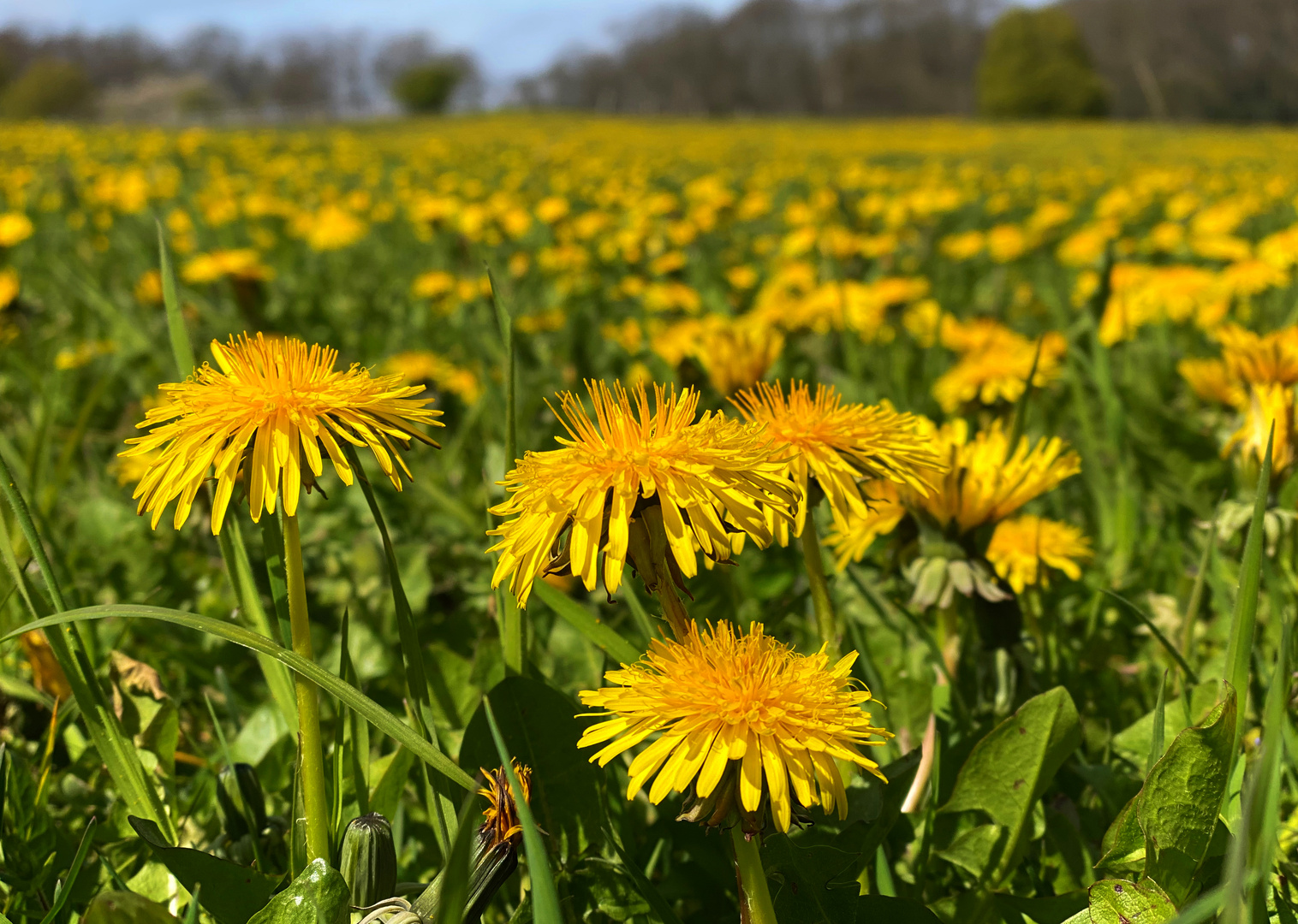 Gelb wie Sonne und Löwenzahn