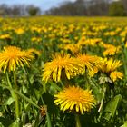 Gelb wie Sonne und Löwenzahn