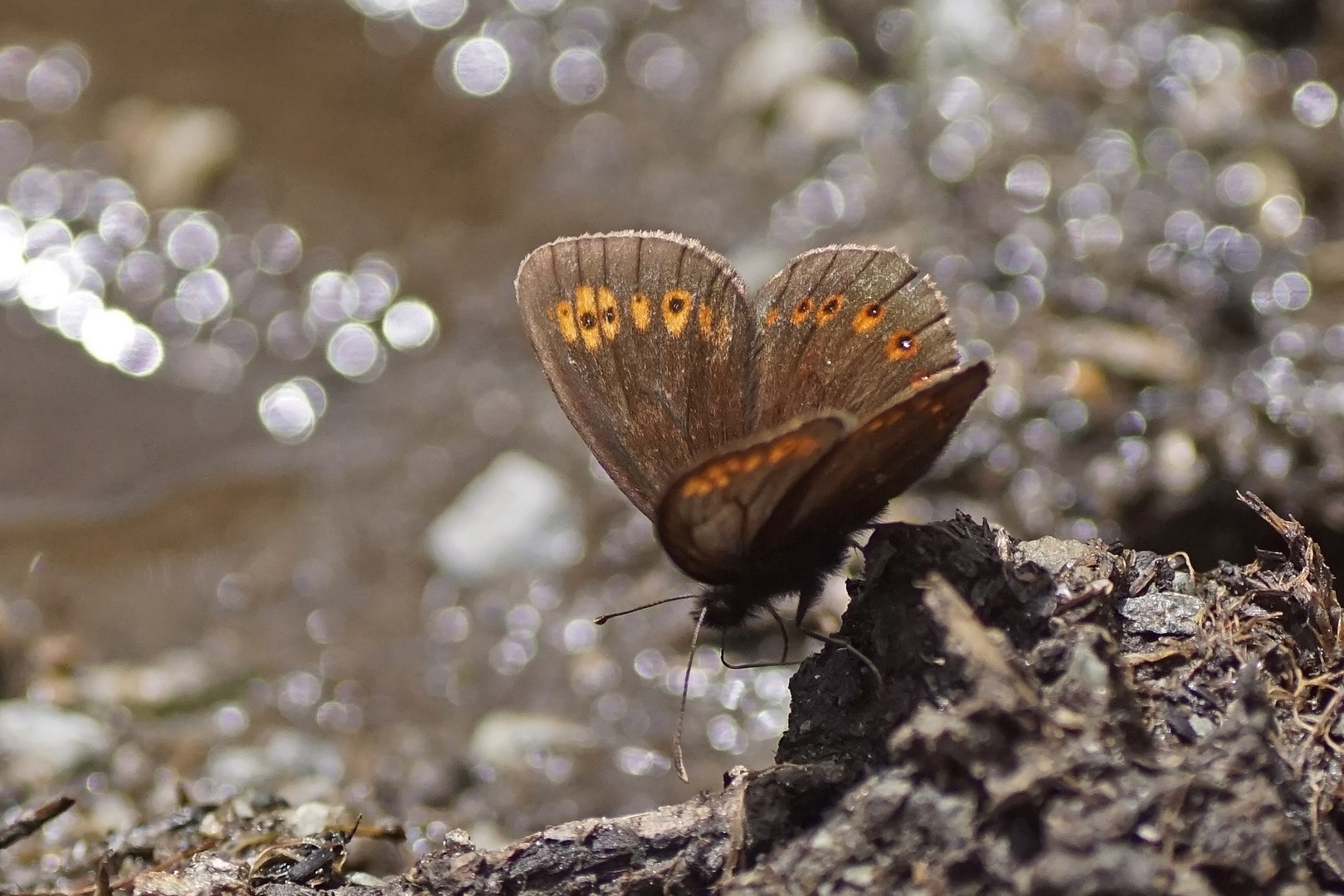 Gelbäugiger Mohrenfalter (Erebia alberganus)