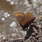 Gelbäugiger Mohrenfalter (Erebia alberganus)