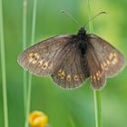 Gelbäugiger Mohrenfalter (Erebia alberganus)