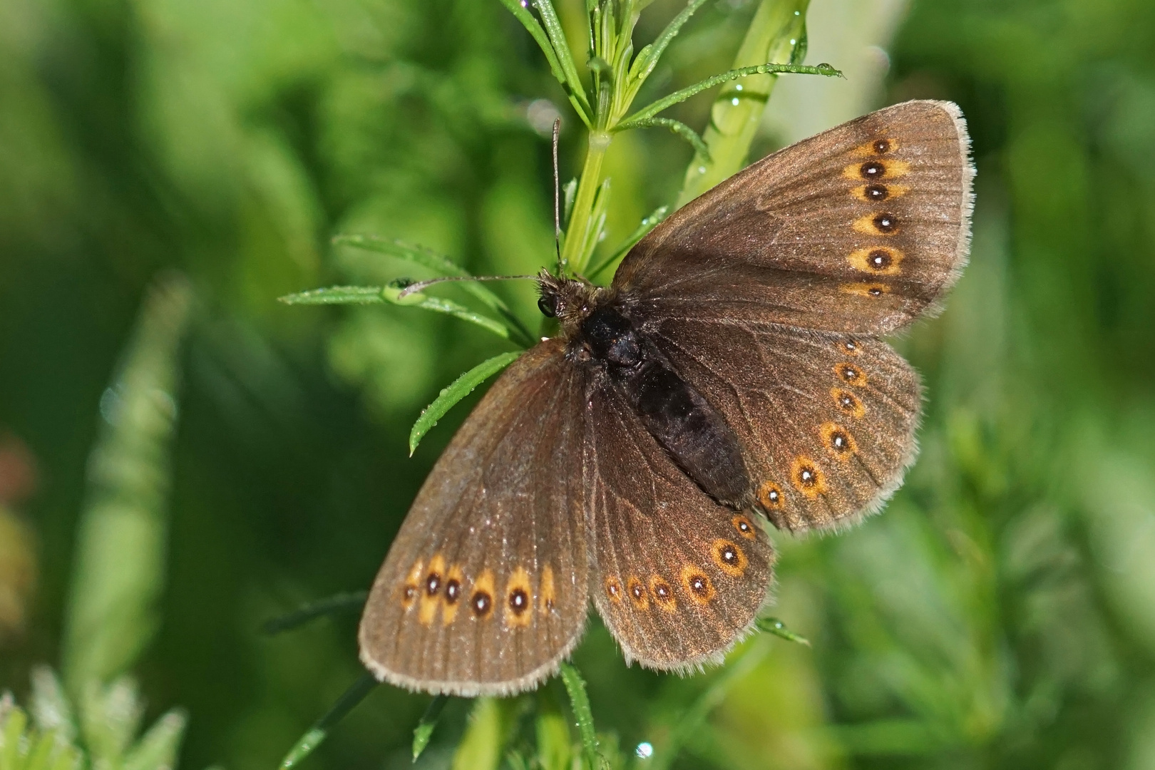 Gelbäugiger Mohrenfalter (Erebia alberganus), Weibchen