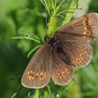 Gelbäugiger Mohrenfalter (Erebia alberganus), Weibchen