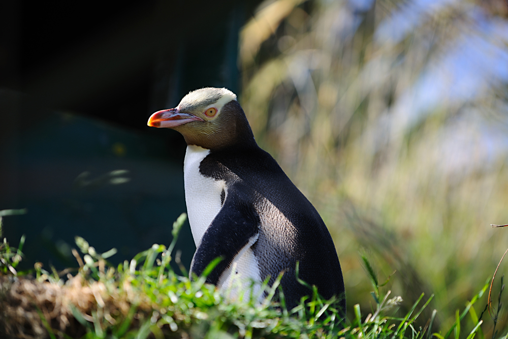 Gelbaugen Pinguin bei Dunedin (D3x)