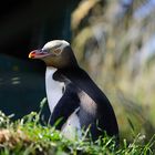 Gelbaugen Pinguin bei Dunedin (D3x)