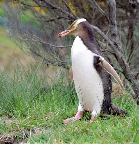 Gelbaugen Pinguin in Neuseeland