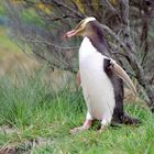 Gelbaugen Pinguin in Neuseeland