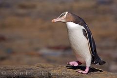 Gelbaugen Pinguin Megadyptes antipodes