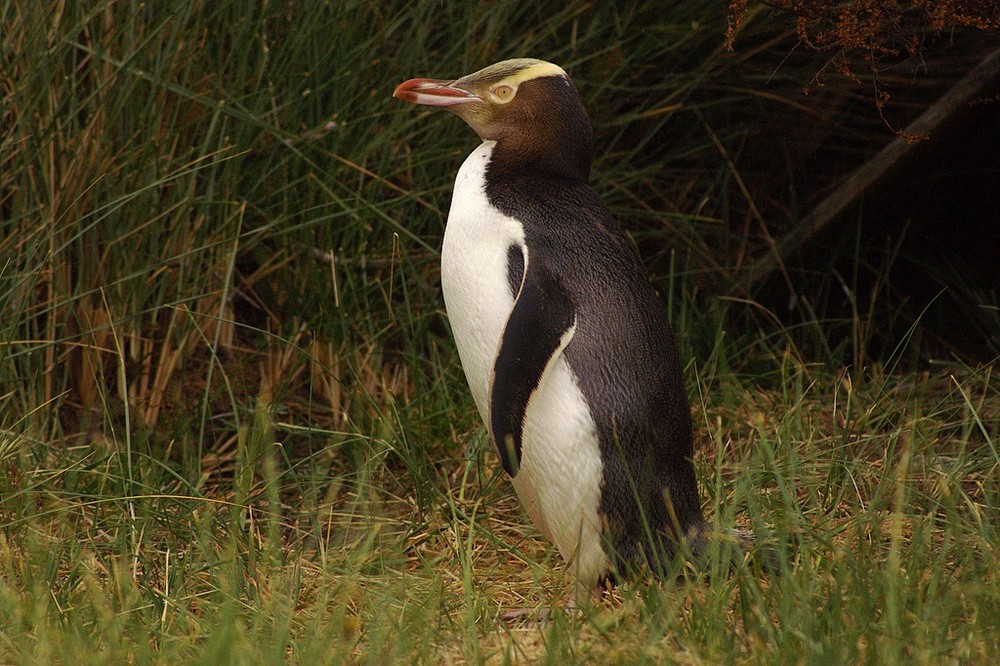 Gelbaugenpinguin