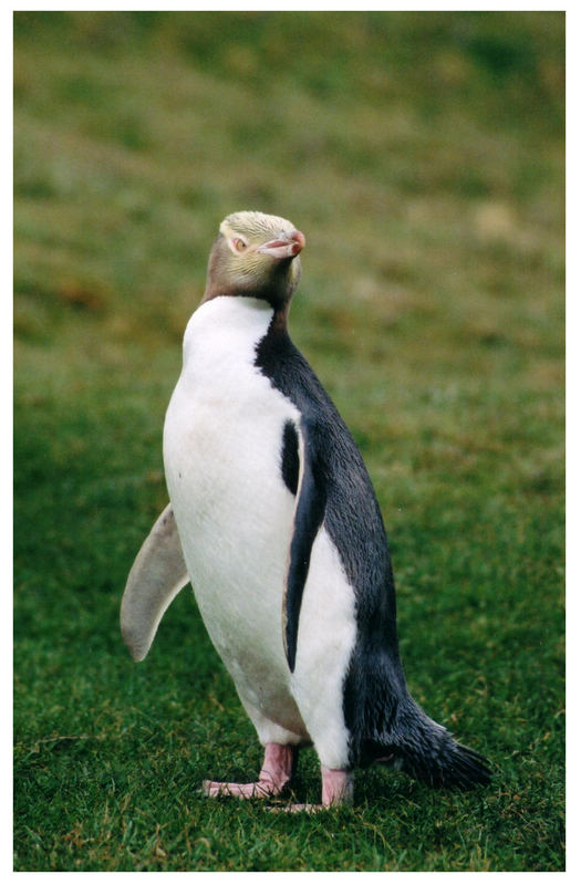 Gelbaugenpinguin