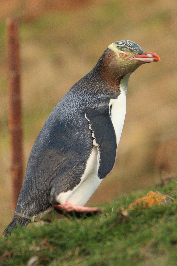 Gelbaugenpinguin