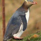 Gelbaugenpinguin