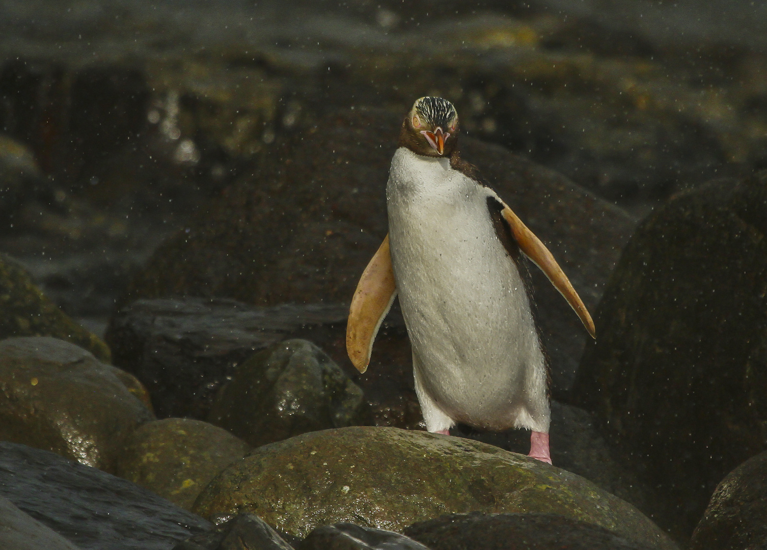 Gelbaugenpinguin