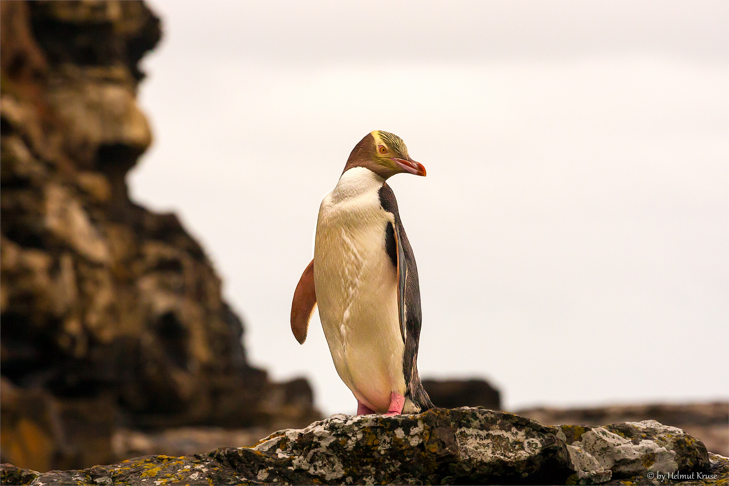 Gelbaugenpinguin