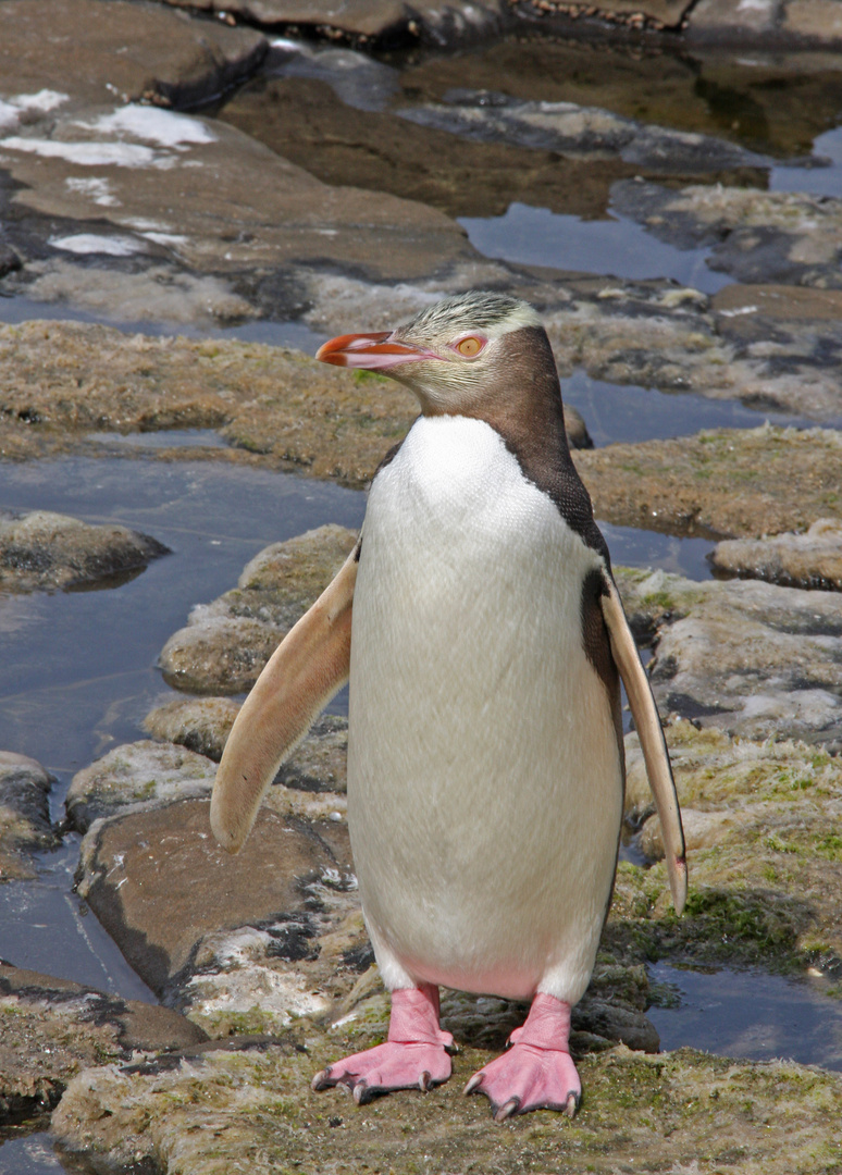 Gelbaugenpinguin