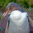 Gelbaugenpinguin an der Ostküste von Neuseeland 2