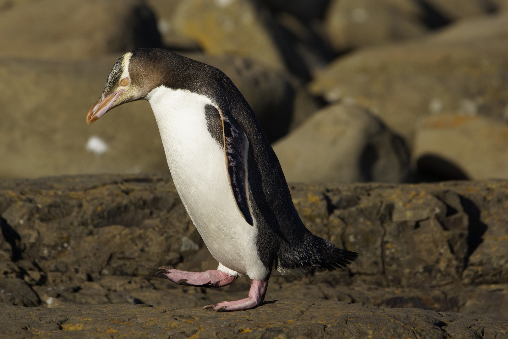 Gelbaugenpinguin auf dem Weg zum Nest