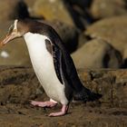 Gelbaugenpinguin auf dem Weg zum Nest