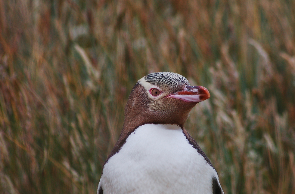 Gelbaugenpinguin auf Neuseeland