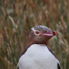 Gelbaugenpinguin auf Neuseeland