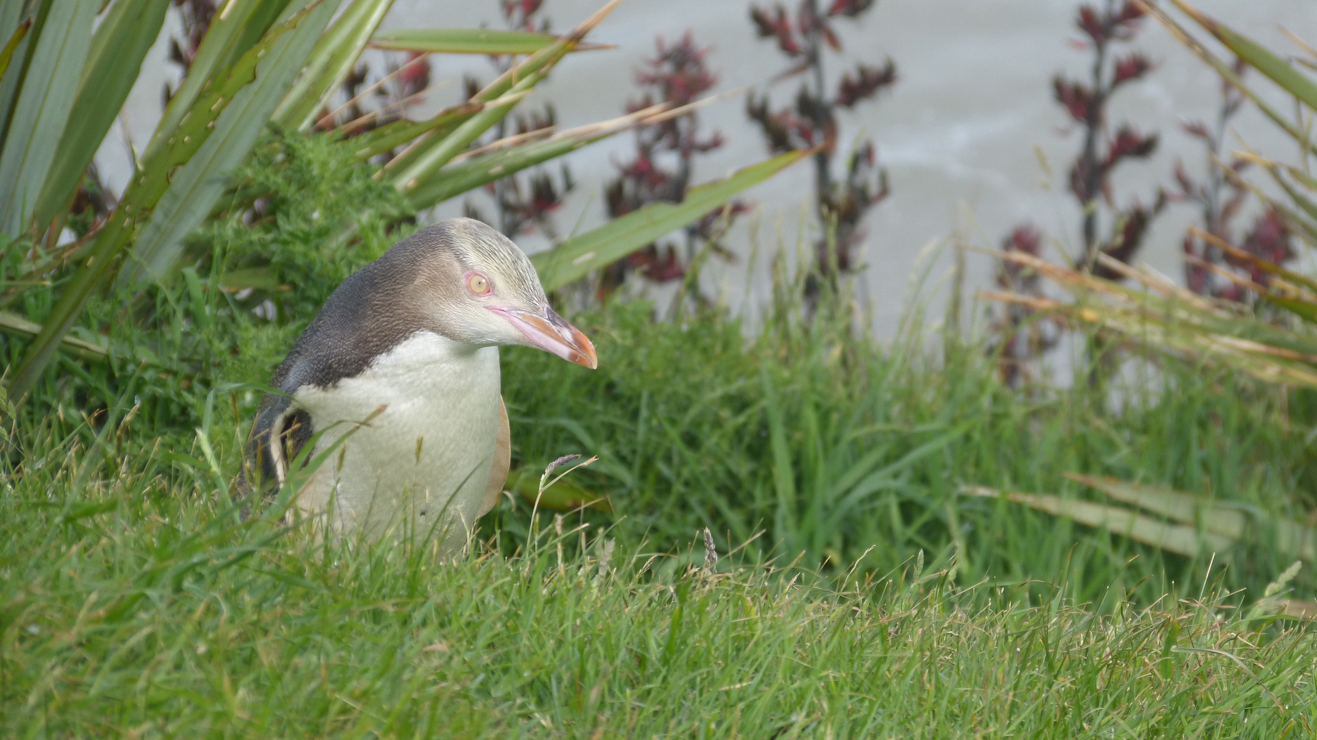 Gelbaugenpinguin auf seinem Wanderweg zum Nest