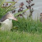 Gelbaugenpinguin auf seinem Wanderweg zum Nest