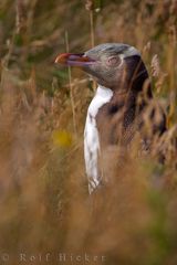 Gelbaugenpinguin