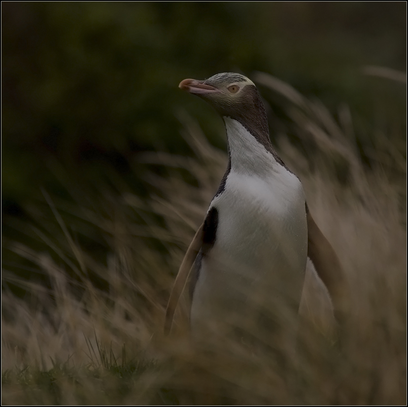 gelbaugenpinguin