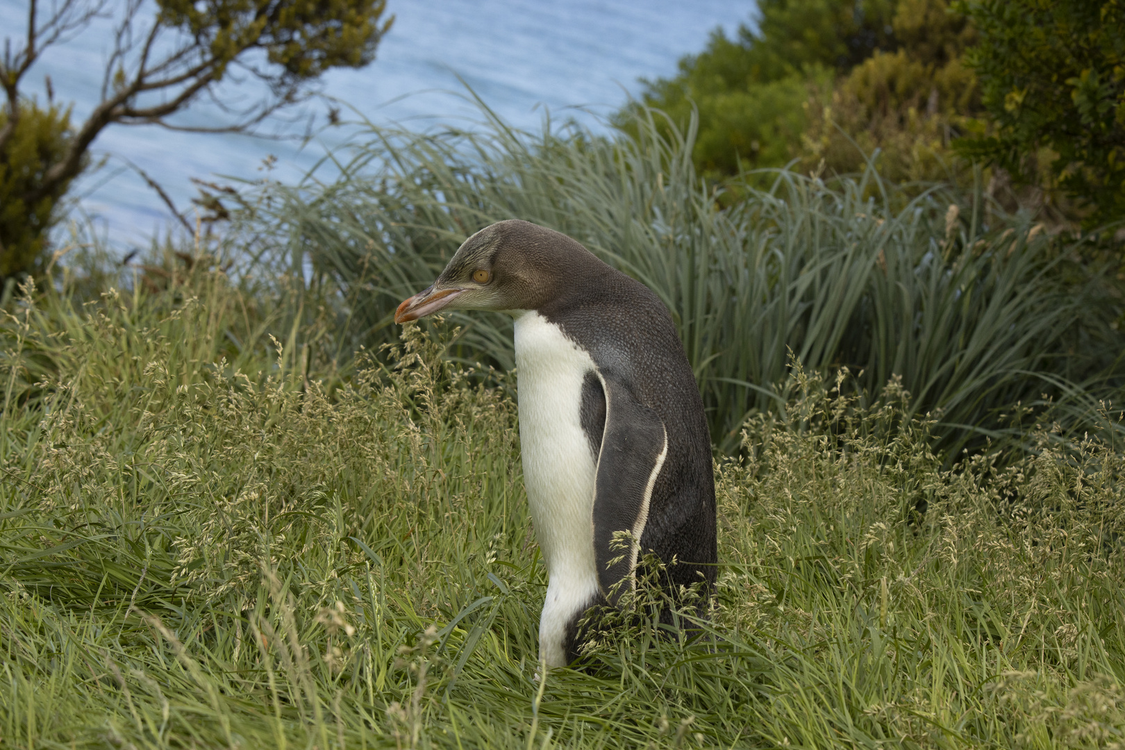 Gelbaugenpinguin in seinem Garten