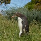 Gelbaugenpinguin in seinem Garten