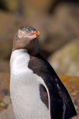 Gelbaugenpinguin Megadyptes antipodes