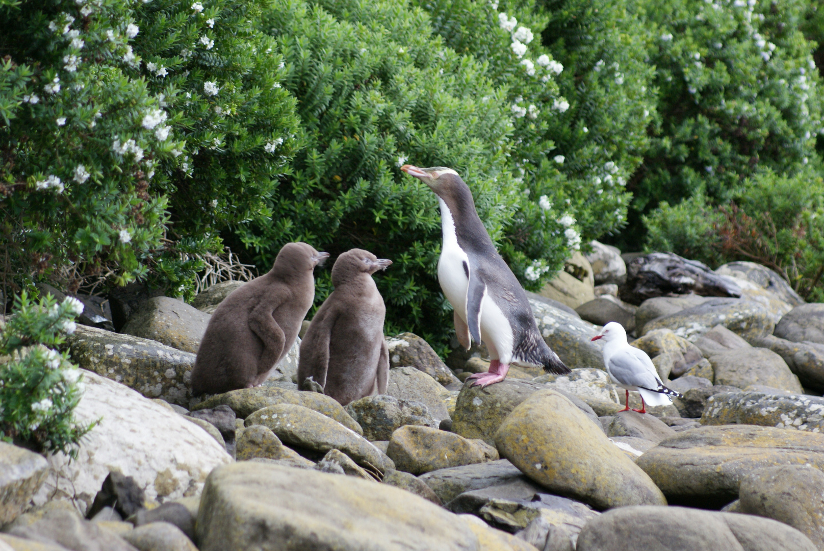 Gelbaugenpinguine