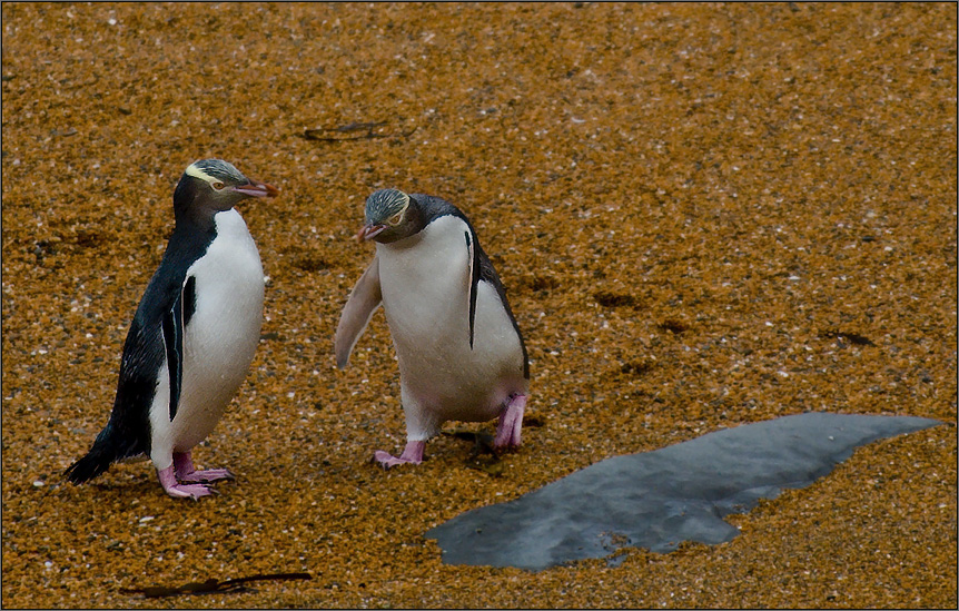 gelbaugenpinguine