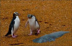 gelbaugenpinguine