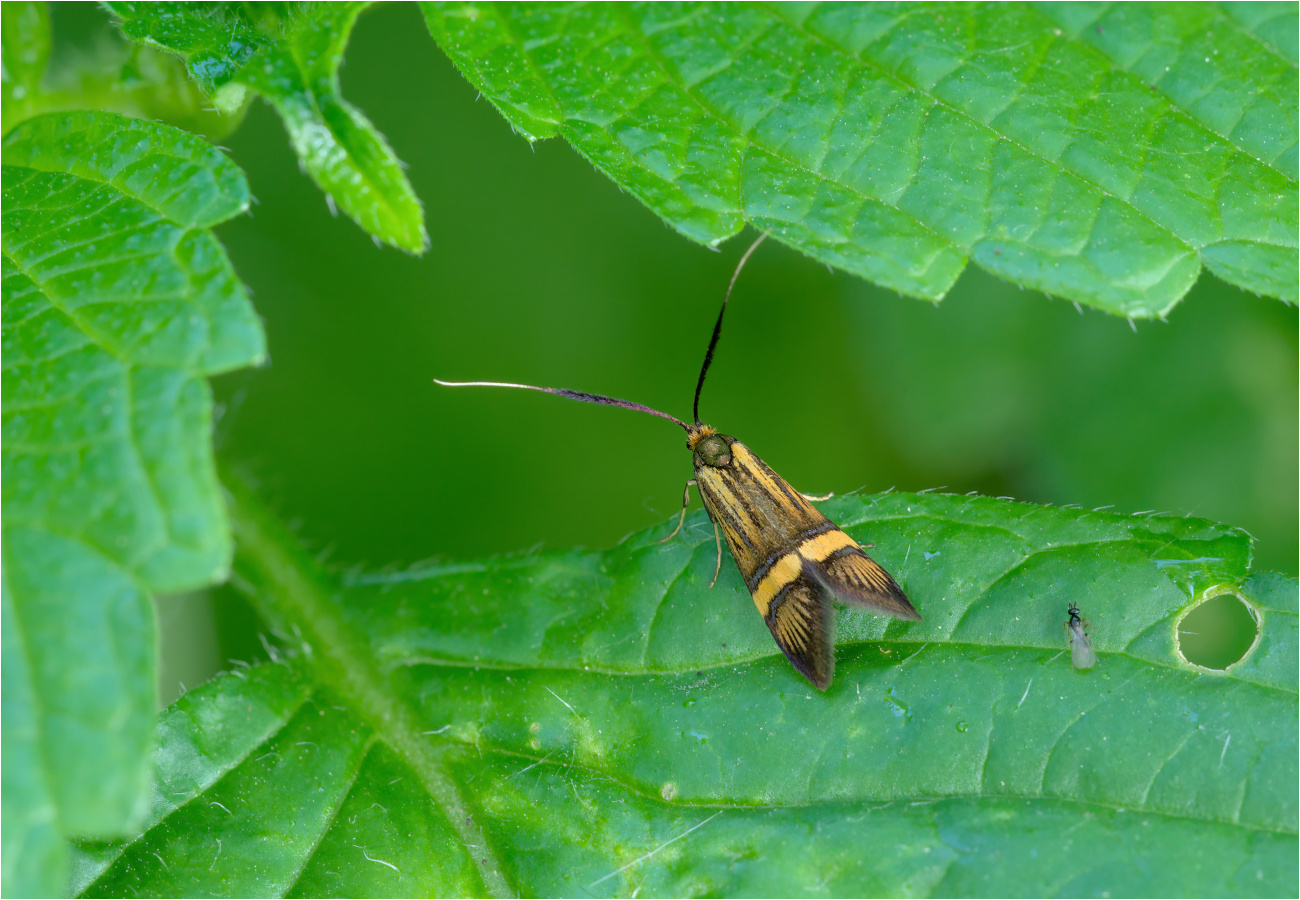 Gelbband-Langhornmotte (Nemophora degeerella)