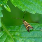 Gelbband-Langhornmotte (Nemophora degeerella)