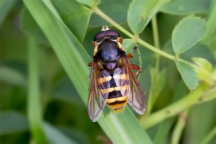 Gelbband-Torfschwebfliege